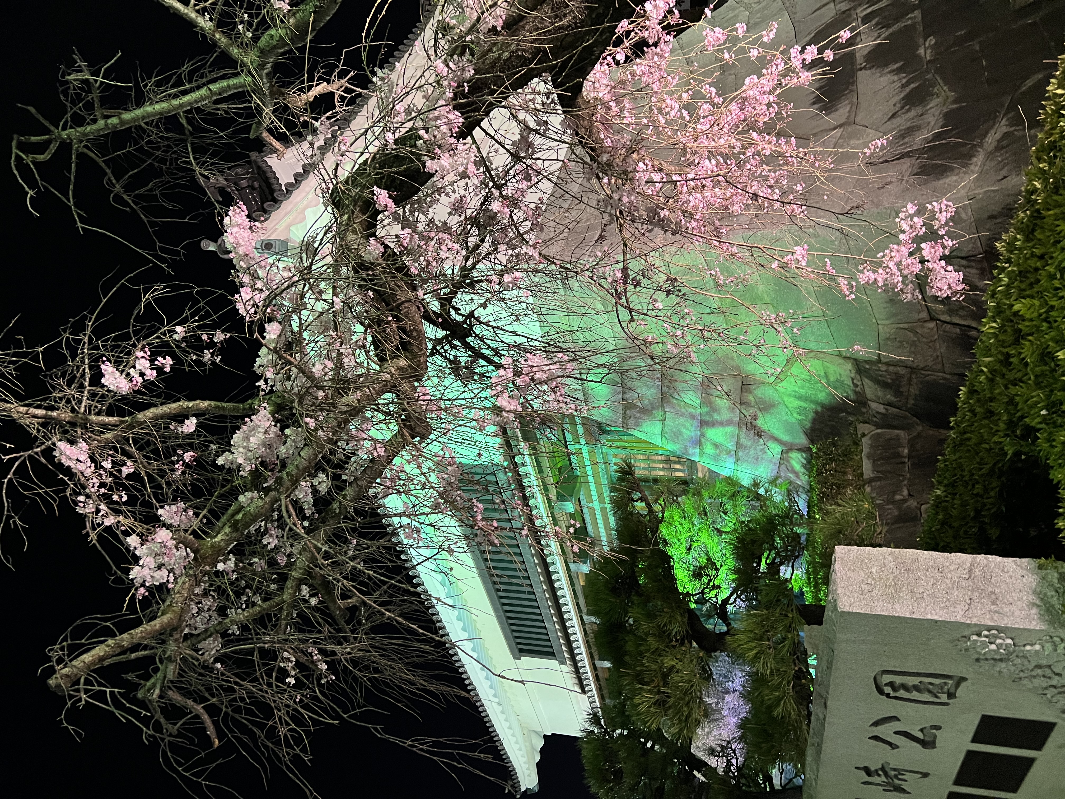 お急ぎください！。夜桜ライトアップ（愛知県名古屋市千種区姫池