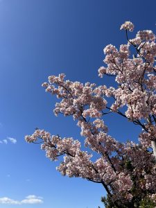 梅は咲いたか桜はまだ…ではなかった。（愛知県名古屋市千種区姫池通　骨董品買取　古美術風光舎）