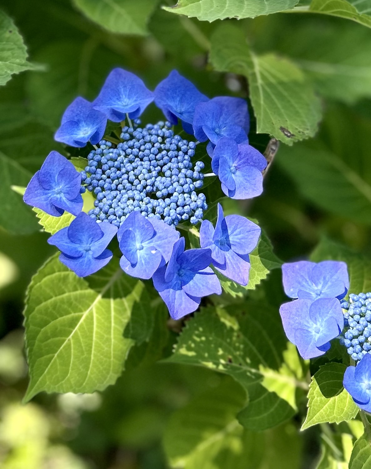 紫陽花の原種はこちらだったのですね（愛知県名古屋市千種区姫池