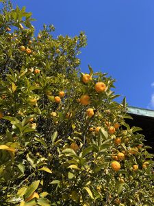 知らなかったことづくしの「橘」（愛知県名古屋市千種区姫池通　古美術買取　古美術風光舎）